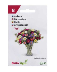Aster ‘Fan’