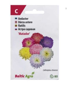 Aster ‘Matador’
