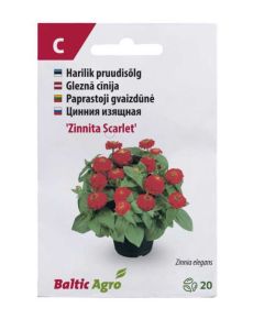 Pruudisõlg ‘Zinnita Scarlet’